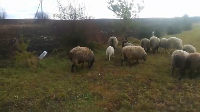 Разведение и содержание овец в хозяйстве Григория| Эпизод №1 | Барашек | Овечка | Бе-Ме | Еда овече смотреть онлайн