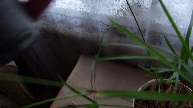 Необычное размножение Циперуса. смотреть онлайн