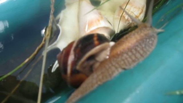 Улитка смотреть онлайн