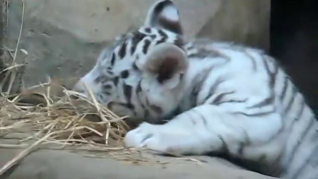 Белый тигренок из Либереца смотреть онлайн