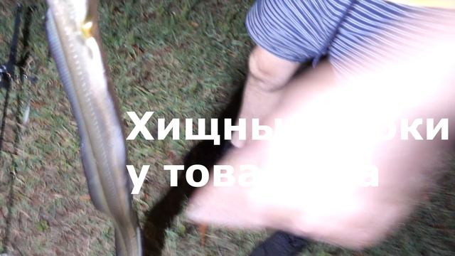ПОЙМАЛИ В РЕКЕ МОНСТРА И......... СОЖРАЛИ! Рыбалка в Австралии смотреть онлайн