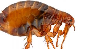 ✅ Как избавиться от блох в доме. Личный опыт