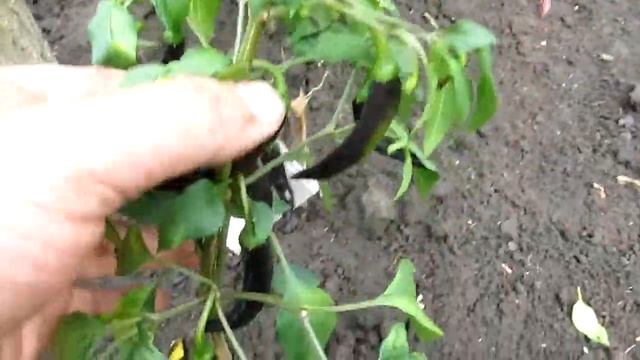 Cayenne Purple - Фиолетовый кайенский перец смотреть онлайн