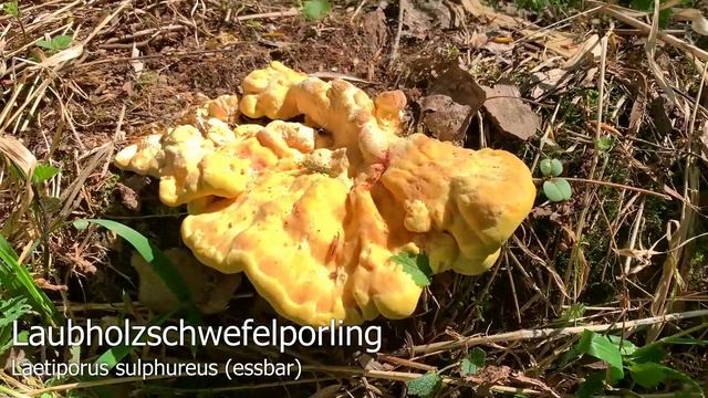Pilze im April | Schwefelporling, Eierporling, Laetiporus sulphureus | Chicken of the Woods смотреть онлайн