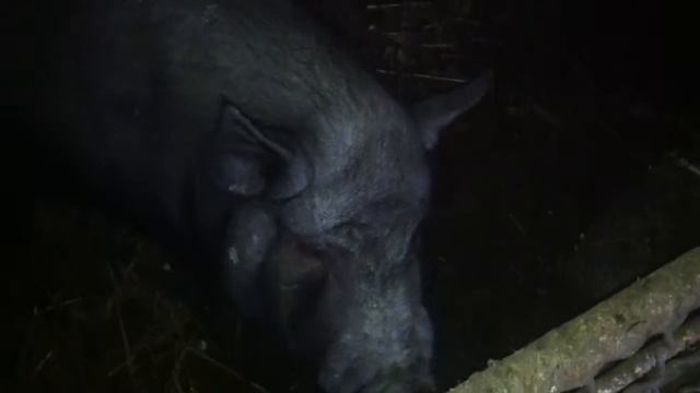 Огромная черная свинья смотреть онлайн