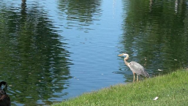 ЦАПЛЯ - РЫБОЛОВ СЕМЕЙНЫЙ влог - Видео каждый день! смотреть онлайн