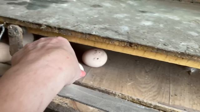 Содержание Цыплят Разных Возрастов Что с петухом Маран смотреть онлайн