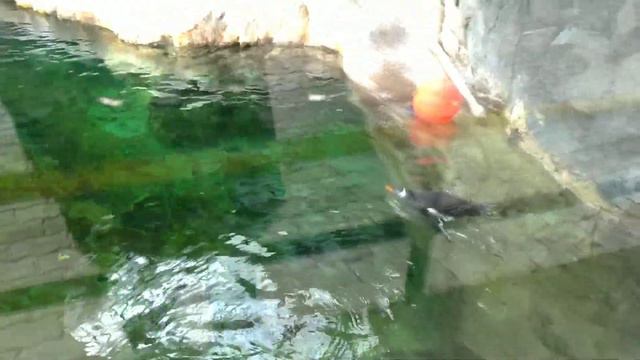 Пингвины. Московский зоопарк. Март 2021. Penguins. Moscow Zoo. March 2021 смотреть онлайн