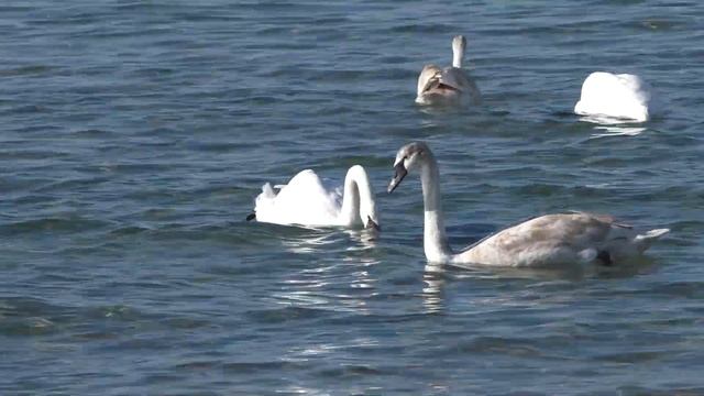 Анапа. Погода +18, море, лебеди. смотреть онлайн