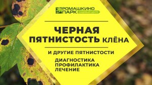 Черная пятнистость клена, мучнистая роса и другие пятнистости: диагностика, лечение