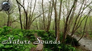 Звуки утреннего леса / Расслабляющие звуки природы