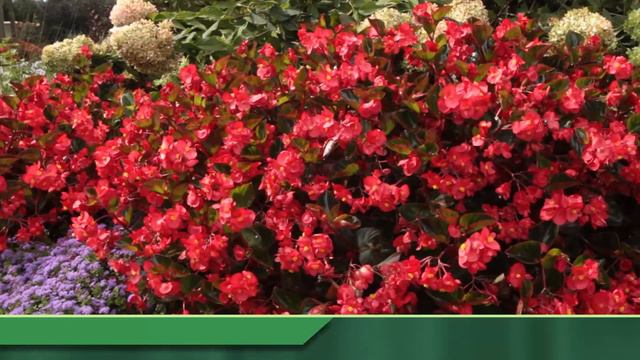 Proven Winners® Gardener Channel: Proven Winners® Surefire Red Begonia