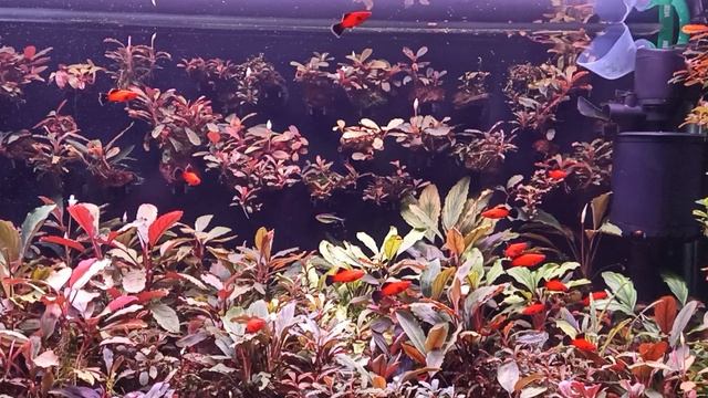 Буцефаландры