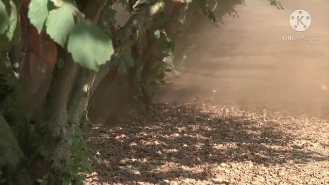 Збирання врожаю Фундука. Італія! смотреть онлайн