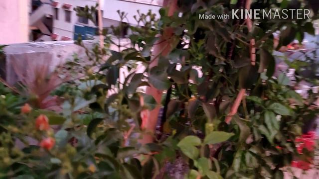 విరజాజులు పూస్తునే ఉండాలంటే ఏం చేయాలి/how to get regular N more Juhi flowers смотреть онлайн