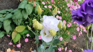 Эустома. Цветение эустомы в саду в сентябре.