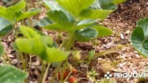 Земклуника „Пенелопа“