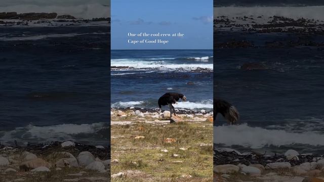 One of the cool crew at the Cape of Good Hope 😍 #CapeofGoodHope #SouthAfrica #CapeTown смотреть онлайн