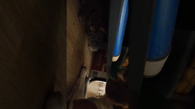 Бигль Арчи 2 смотреть онлайн