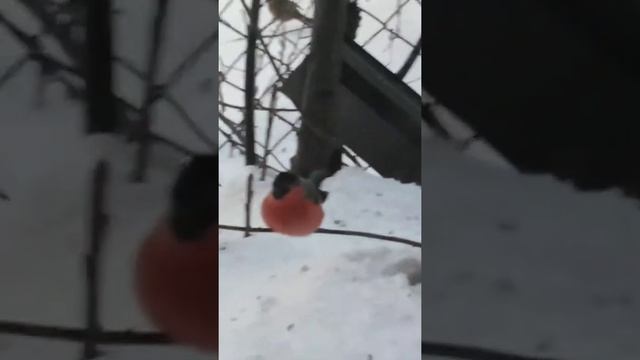 А у нас снегири прилетели смотреть онлайн