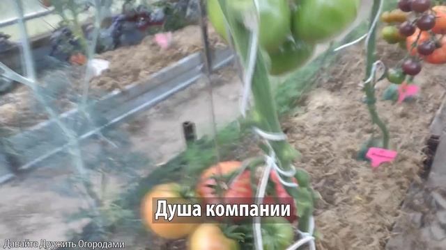 Любимые помидоры. САЖАЮ ЭТИ ТОМАТЫ ВСЕГДА ! смотреть онлайн