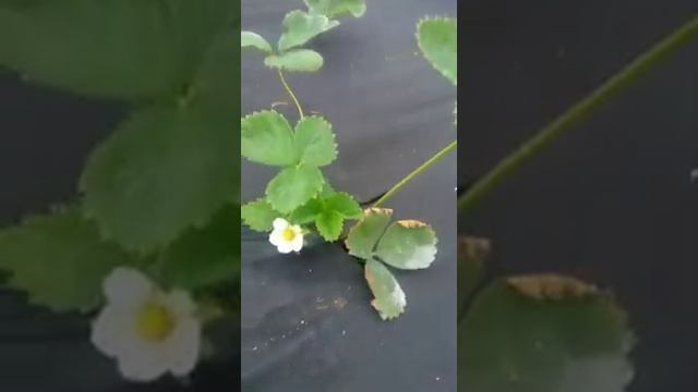 Результат установки затеняющей сетки на теплицу с клубникой.