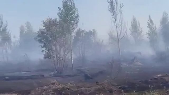 В Тольятти продолжается борьба с крупным лесным пожаром. смотреть онлайн