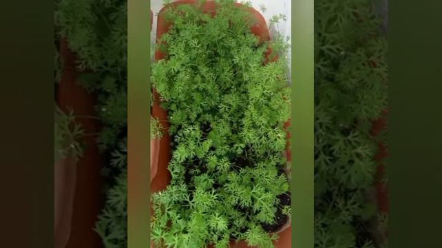 My Garden Plants | Pinky Vlogs смотреть онлайн