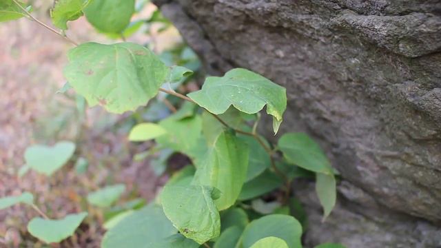 550D + SIGMA 30mm F1.4 EX DC 02.mov смотреть онлайн