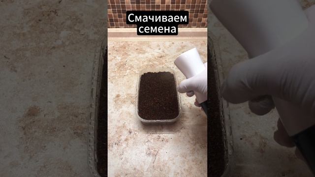 Как сажать САЛАТ