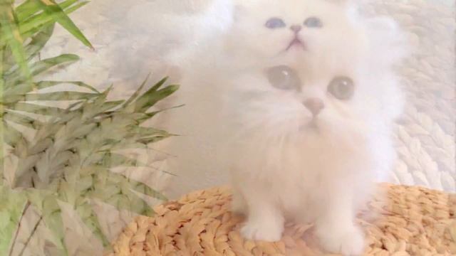 МИЛЫЕ, СМЕШНЫЕ,КРАСИВЫЕ БЕЛЫЕ КОТЯТА ИГРАЮТСЯ. ПОДБОРКА КОТЯТ. смотреть онлайн