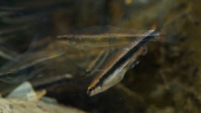 Nannostomus beckfordi (pez lápiz) смотреть онлайн