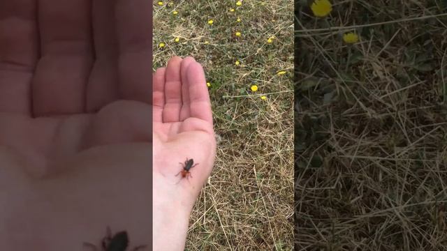 Жук-пожарник. Некогда мне здесь с тобой, срочный вызов у меня. Полетел тушить пожар смотреть онлайн