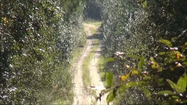 Загнали зайчика в дрова.Русские гончие Буран , Жорик вл.Первышова Д. и Сигнал(Плакуня) вл.Шатрова В смотреть онлайн