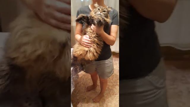 Кошка на руках. смотреть онлайн