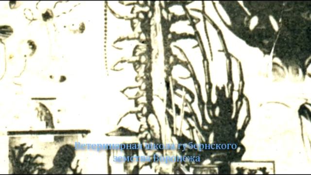 Ветеринарная школа в Российской Империи смотреть онлайн