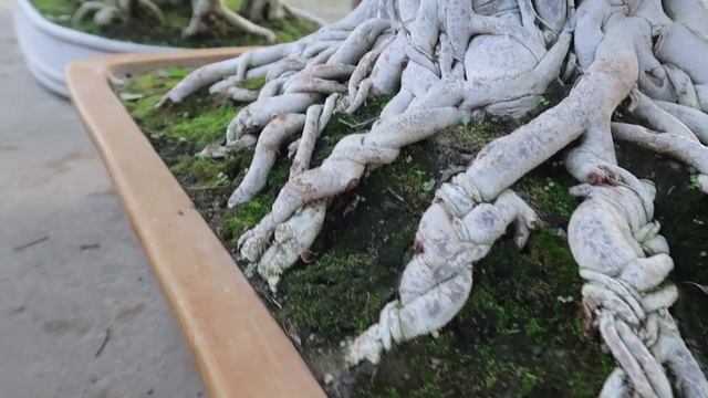 Giant Ficus Retusa Bonsai | Bonsai Exhibition 2020 | Bonsai Ideas