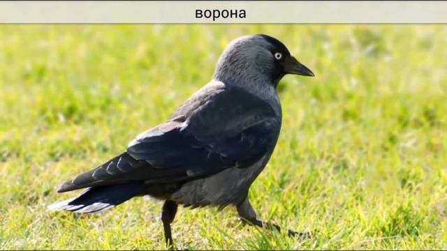 Звуки и голоса птиц - игра мультик для мальчиков и девочек от 1 года | Развитие речи ребенка смотреть онлайн