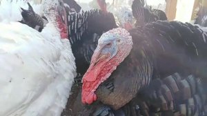 Сколько весят индюки в 5 месяцев? Белые широкогрудые и бронза.