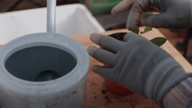 4월농장일상 | 특별한아침산책 | 정원같은작은농장 | 눈처럼날리는꽃비 | 삽목하고 꽃씨파종, 농작물파종에 너무 바쁜 일상들 | VLOG смотреть онлайн