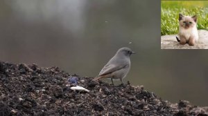 Горихвостка-чернушка - Phoenicurus ochruros.mp4