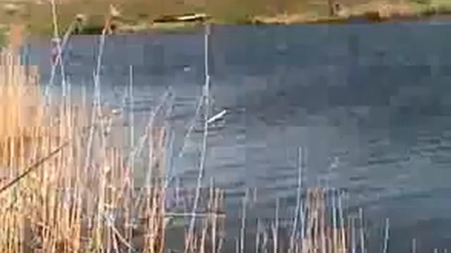 Вихрь закинул снасти на середину речки