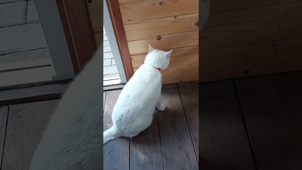 Кошачья мята. #shorts #кот #кайф смотреть онлайн