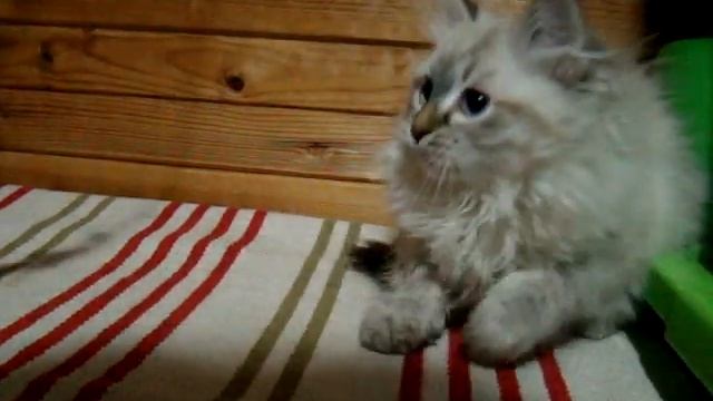 Невская маскарадная (сибирская) кошка Венди, свободна смотреть онлайн