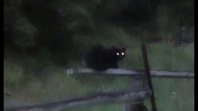 white trash x plenka speed up смотреть онлайн