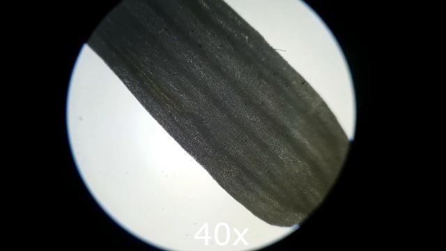 Chamomile (Matricaria Chamomilla) Under a Microscope: Yellow Disk Floret and White Ray Floret смотреть онлайн