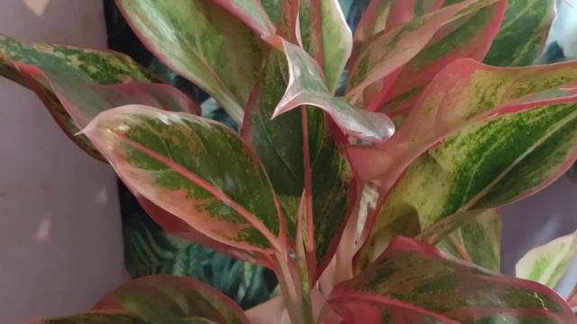 Chinese Evergreen Houseplant смотреть онлайн