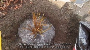 Гортензия Вимс Ред — описание, посадка и уход в открытом грунте