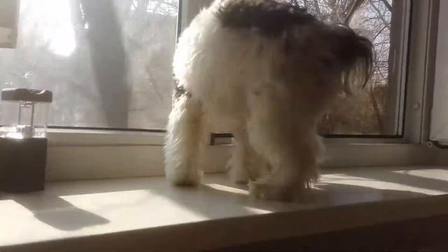 Бивер Йорк Жужа белой масти смотреть онлайн