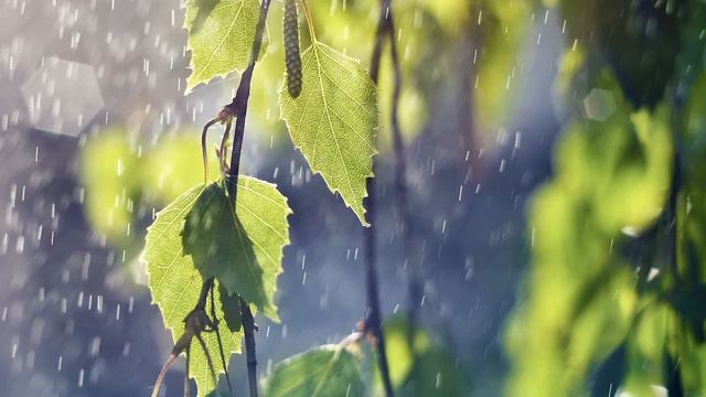 Best Ever Chinese Bamboo Flute Zen Relaxing Music Playlist- Over 2500 Likes for Meditation Spa Yoga смотреть онлайн